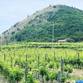 Etna terroir 🌋 I vigneti del Carricante, siamo a quota 750 metri, da queste uve viene prodotto il nostro Etna Bianco Tiade 🔥🍇 🍷 Vini 🌊 mari 🌋 vulcani _______________________________ www.marchesedellesaline.com #organic #farming #carricante #vines #etna #italy #wine #vino #winelover #winery #winelovers #instawine #vinho #vin #whitewine #winestagram #vineyard #winecountry #wines #wein #winelife #winegeek #winemaker #biologico #vinoitaliano #vinobianco #italianwines #etnawine #vigne #sicilia
