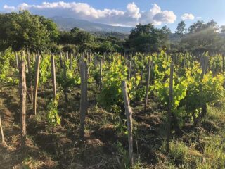 Un sole abbagliante splende sui nostri vigneti sul Monte Etna 🌋🍇 Da questi vitigni Nerello Mascalese verrà prodotto il nostro Etna Rosso biologico 😍 🍷 Vini 🌊 mari 🌋 vulcani _______________________________ www.marchesedellesaline.com #organic #farming #nerellomascalese #vines #etna #italy #wine #vino #winelover #winery #winelovers #instawine #vinho #vin #whitewine #winestagram #vineyard #winecountry #wines #wein #winelife #winegeek #winemaker #biologico #vinoitaliano #vinobianco #italianwines #etnawine #vigne #prephilloxera